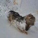Las crudas imágenes de animales congelados por el frío extremo: 11 provincias continúan con alerta roja