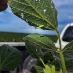 Con plagas que crecen y se hacen resistentes, una nueva molécula insecticida llega al mercado argentino